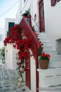 Europe, Grèce, Cyclades, Mykonos, Bougainvilliers, Souvenirs de Voyages, Pixanne Photographies