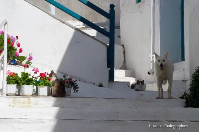 Europe, Grèce, Cyclades, Paros, Naoussa, Chien, Chat, Souvenirs de Voyages, Pixanne Photographies