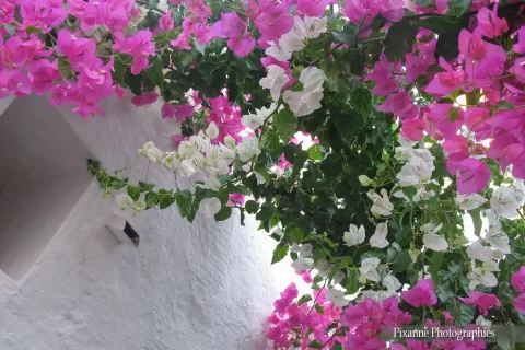 Europe, Grèce, Dodécanèse, Rhodes, Lindos, Bougainvillier, Souvenirs de Voyages, Pixanne Photographies