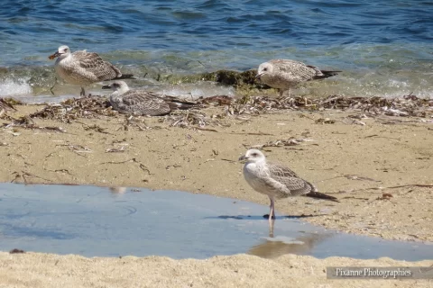 Europe, Grèce, Péloponnèse, Elafonisos, Mouette, Juvénil, Souvenirs de Voyages, Pixanne Photographies