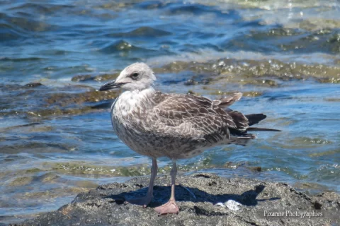 Europe, Grèce, Péloponnèse, Elafonisos, Mouette juvénile, Souvenirs de Voyages, Pixanne Photographies