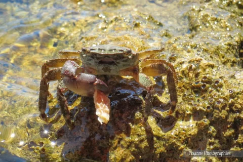 Europe, Grèce, Péloponnèse, Elafonisos, Crabe, Souvenirs de Voyages, Pixanne Photographies