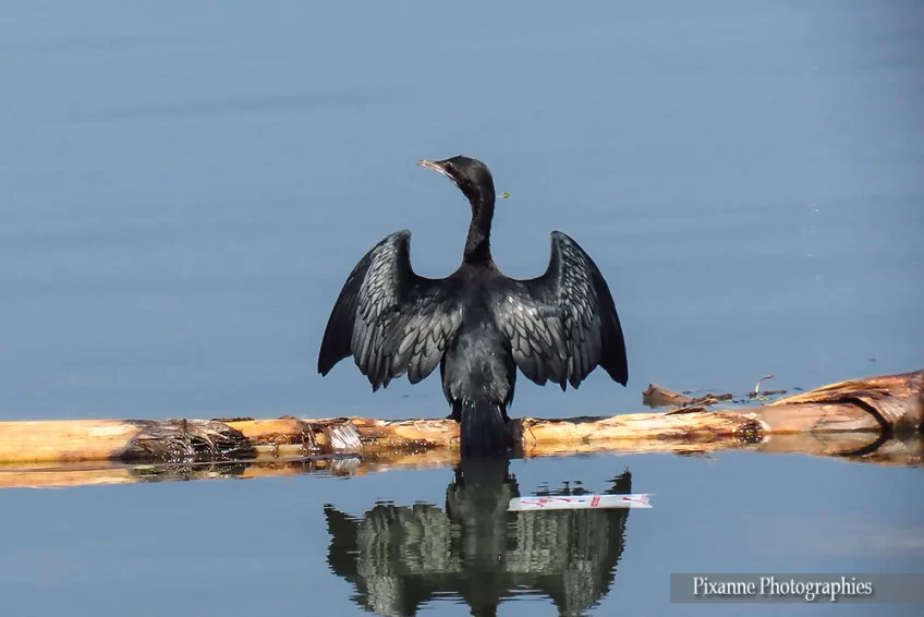 asie, inde, inde du sud, backwaters, cormoran, souvenirs de voyages, pixanne photographies