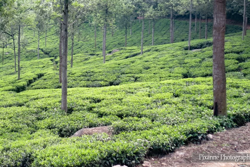 asie, inde, inde du sud, coonoor, production de thé, domaine glendale, souvenirs de voyages, pixanne photographies