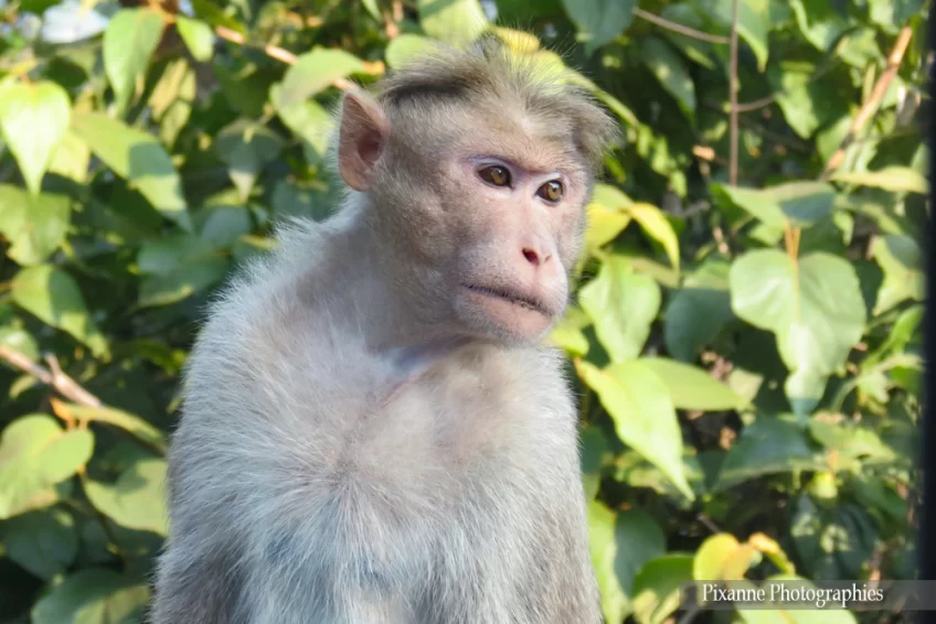asie, inde, inde du sud, kallar bridge, singe macaque, souvenirs de voyages, pixanne photographies