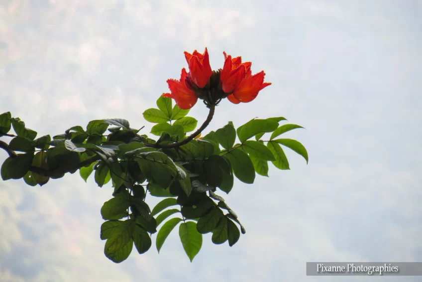 asie, inde, inde du sud, kallar bridge, tulipier du gabon, souvenirs de voyages pixanne photographies