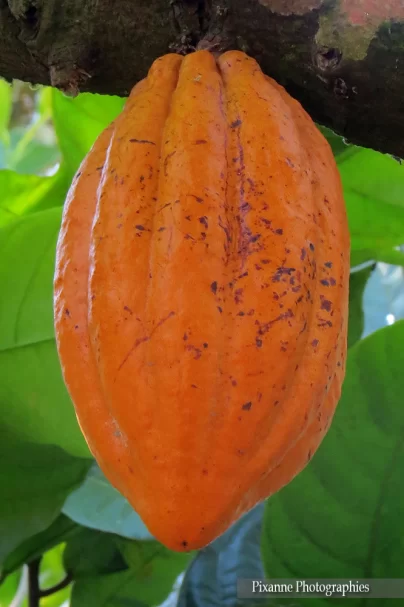 asie, inde, inde du sud, kumily, abraham s spice garden, cabonne de cacao, souvenirs de voyages, pixanne photographies
