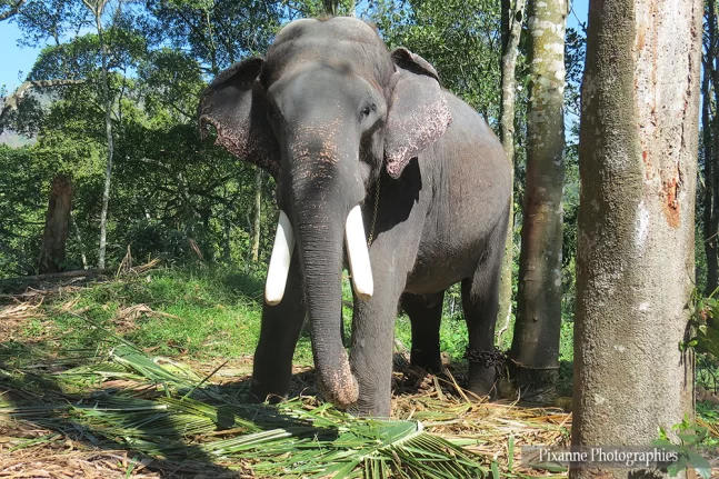 asie, inde, inde du sud, thekkady, kumily, elephant, souvenirs de voyages, pixanne photographies