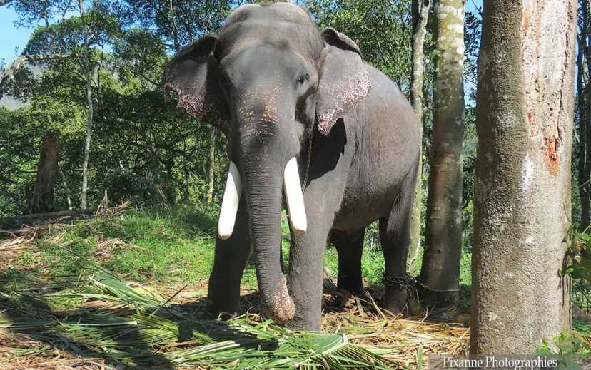 asie, inde, inde du sud, thekkady, kumily, elephant, souvenirs de voyages, pixanne photographies