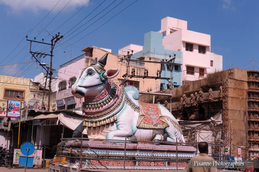 asie, inde, inde du sud, madurai, nandi, souvenirs de voyages, pixanne photographies