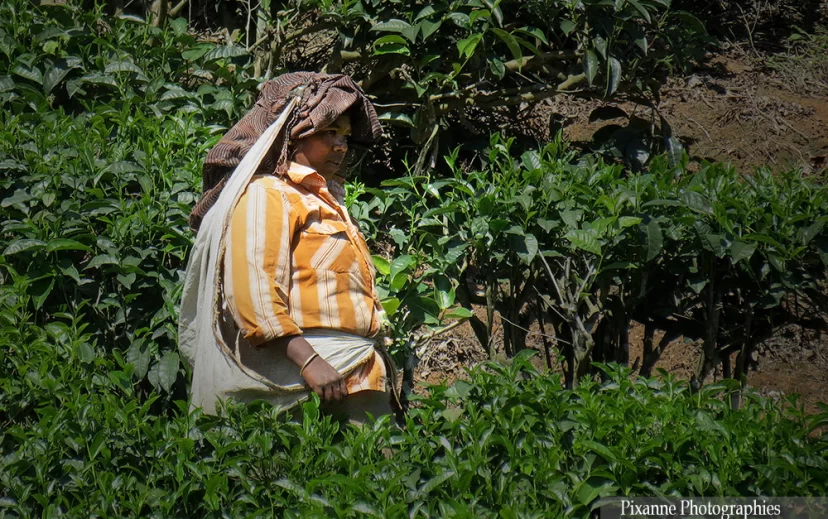 asie, inde, inde du sud, peermade, culture du thé, souvenirs de voyages, pixanne photographies