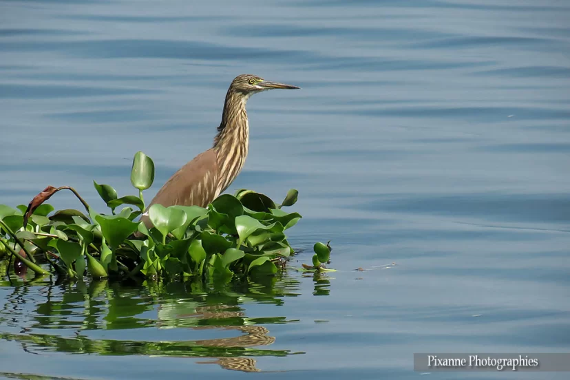 asie, inde, inde du sud, kumarakom, lac vembanad, heron, souvenirs de voyages, pixanne photographies