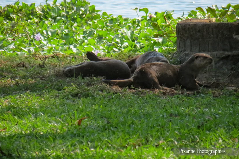 asie, inde, inde du sud, kumarakom, lac vembanad, loutres, souvenirs de voyages, pixanne photographies