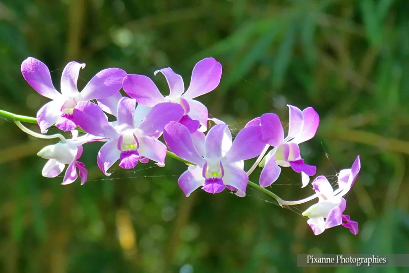 asie, inde, inde du sud, puthankayal, lac vembanad, maison keralaise, vembanad house, orchidee, souvenirs de voyages, pixanne photographies