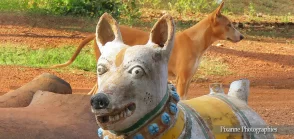 Asie, Inde du sud, Chettinad, Kothamangalam, Ayyanar temple, Chien, Souvenirs de Voyages, Pixanne Photographies