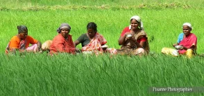 asie, inde, Inde du Sud, Chidambaram, rizière, souvenirs de voyages, pixanne photographies
