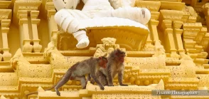 asie, inde, inde du sud, mysore, chamundi hill, Chamundeshwari, macaques, souvenirs de voyages, pixanne photographies