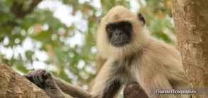 asie, inde, inde du sud, ooty, mudumalai national park, singe, angur, entelle Hanuman, souvenirs de voyages, pixanne photogrpahies