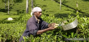asie, inde, Inde du sud, Coonoor, Swamy & Swamy Plantations, souvenirs de voyages, pixanne photographies