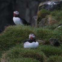 Ingólfshöfði