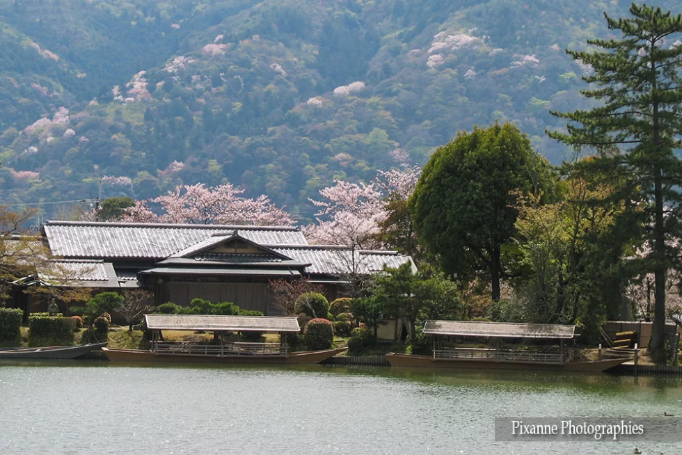 Asie, Japon, Arashiyama, Osawa No Ike, Hanami, Souvenirs de Voyages, Pixanne Photographies
