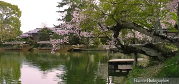 Asie, Japon, Arashiyama, Osawa No Iké, Souvenirs de Voyages, Pixanne Photographies