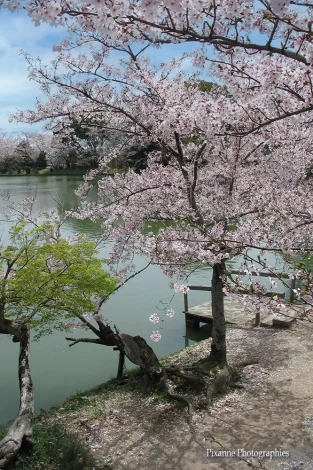 Asie, Japon, Arashiyama, Osawa No Ike, Hanami, Souvenirs de Voyages, Pixanne Photographies