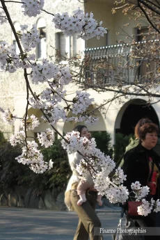 Asie, Japon, Kyoto, Chemin de la Philosophie, Souvenirs de Voyages, Hanami, Pixanne Photographies