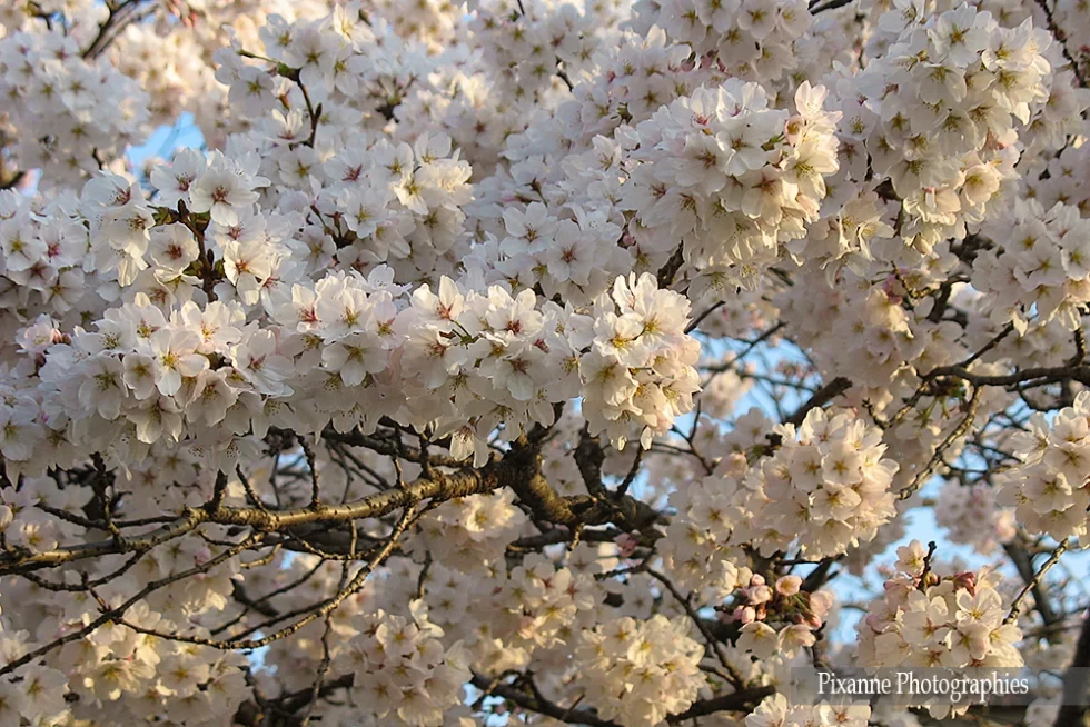 Asie, Japon, Kyoto, Chemin de la Philosophie, Hanami, Sakura, Souvenirs de Voyages, Pixanne Photographies