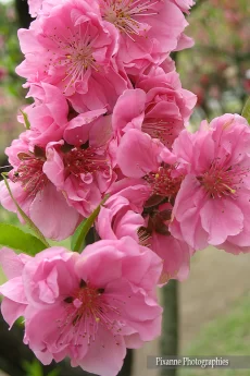 Asie, Japon, Kyoto, Gosho, Hanami, Prunier, Palais Impérial, Souvenirs de Voyages, Pixanne Photographies