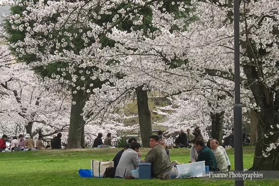 Asie, Japon, Kyoto, Hanami, Pique-nique, Souvenirs de Voyages, Pixanne Photographies