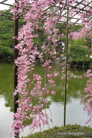 Asie, Japon, Kyoto, Heian Jingu Shrine, Jardin Est, Higashi Shin En, Souvenirs de Voyages, Pixanne Photographies