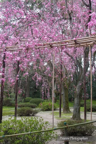 Asie, Japon, Kyoto, Heian Jingu Shrine, Jardin Sud, Minami Shin'en, Souvenirs de Voyages, Pixanne Photographies