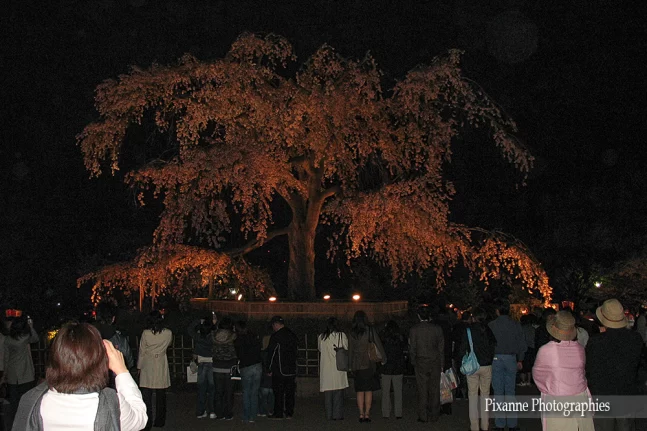 Asie, Japon, Kyoto, Maruyama, Hanami, Souvenirs de Voyages, Pixanne Photographies