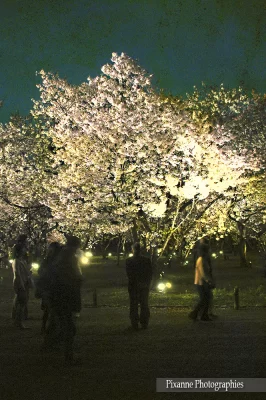 Asie, Japon, Kyoto, Nijo Jo, Hanami, Souvenirs de Voyages, Pixanne Photographies