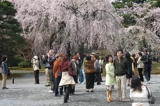Asie, Japon, Kyoto, Palais Impérial, Hanami, Souvenirs de Voyages, Pixanne Photographies