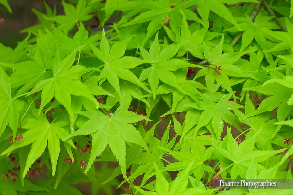 Asie, Japon, Kyoto, Tofuku Ji, Erables, Souvenirs de Voyages, Pixanne Photographies