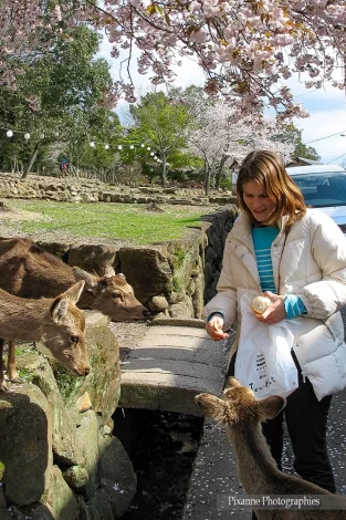 Asie, Japon, Nara, Cerf Sika, Shika, Souvenirs de Voyages, Pixanne Photographies