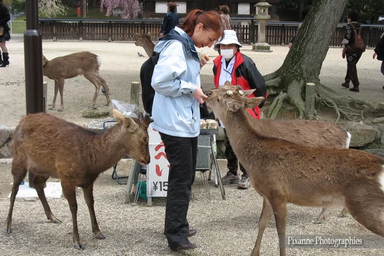 Asie, Japon, Nara, Daim, Cerf, Sika, Souvenirs de Voyages, Pixanne Photographies