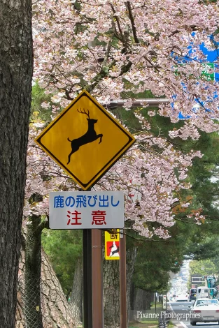 Asie, Japon, Nara, Cerf, Sika, Souvenirs de Voyages, Pixanne Photographies
