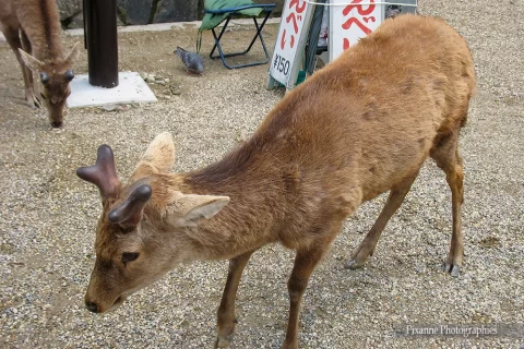 Asie, Japon, Nara, Cerf, Sika, Daim, Souvenirs de Voyages, Pixanne Photographies