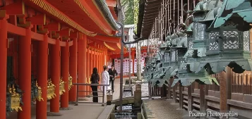 Asie, Japon, Nara, Kasuga Taisha, Mariage, Souvenirs de Voyages, Pixanne Photographies