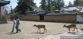 Asie, Japon, Nara, Nigatsudo, cerf, daim, Sika, Shika, Souvenirs de Voyages, Pixanne Photographies