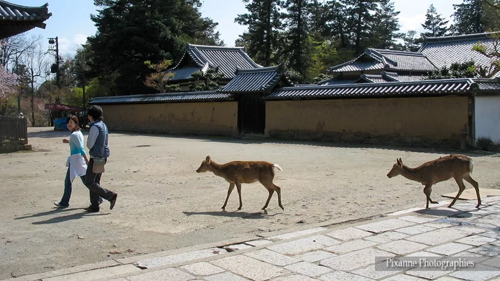 Asie, Japon, Nara, Nigatsudo, cerf, daim, Sika, Shika, Souvenirs de Voyages, Pixanne Photographies