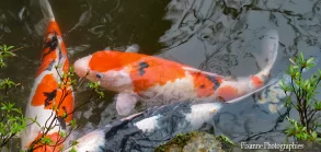 Asie, Japon, Ohara, Hosen In, Koi, Carpes, Souvenirs de Voyages, Pixanne Photographies