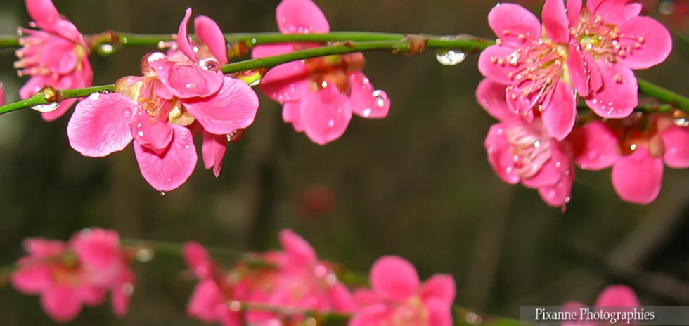 Asie, Japon, Ohara, Hanami, Fleurs, Souvenirs de Voyages, Pixanne Photographies