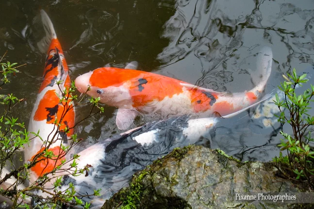 Asie, Japon, Ohara, Hosen In, Koï, Bankan-en, Jardin zen, Souvenirs de Voyages, Pixanne Photographies