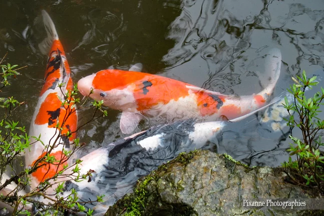Asie, Japon, Ohara, Hosen In, Koï, Bankan-en, Jardin zen, Souvenirs de Voyages, Pixanne Photographies