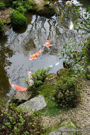 Asie, Japon, Ohara, Hosen In, Koï, Bankan-en, Jardin zen, Souvenirs de Voyages, Pixanne Photographies