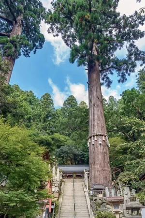 Asie, Japon, Mont Kurama, Yuki Shrine, Cèdre sacré